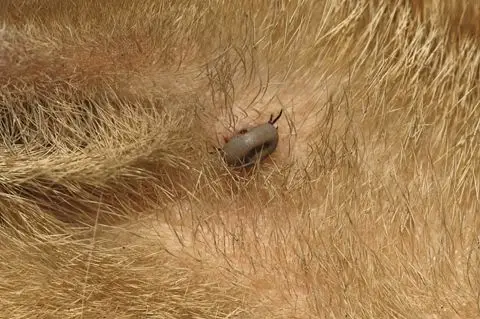 猫咪身上的跳蚤虽然不会寄生到人类身上,但却会带来痕痒.