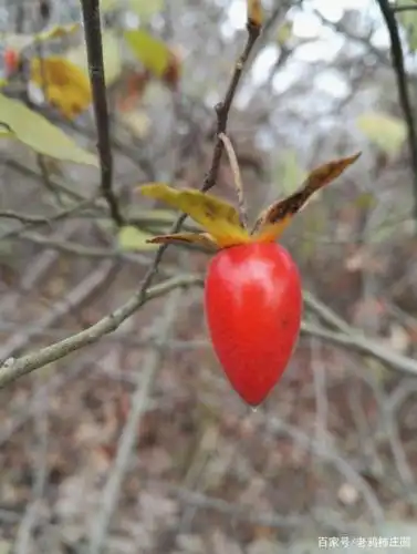 一组来自野外老鸦柿的近照