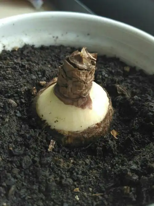 彼岸花用营养土养过好长时间之后一直不开花长叶,纹丝不动,但根长长了