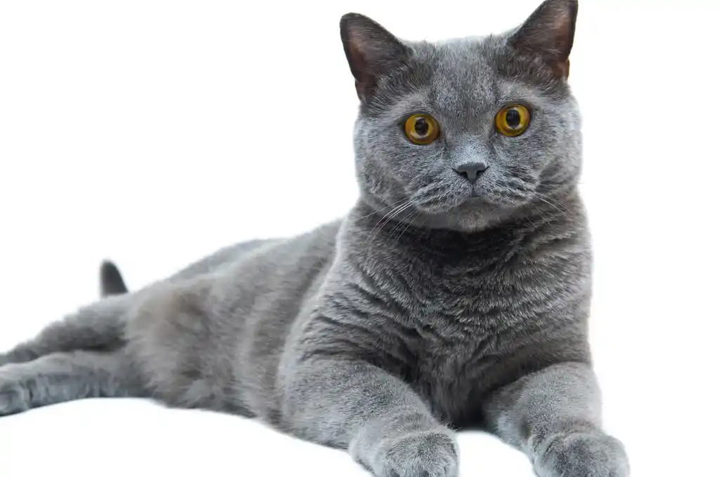 英国猫,在白色背景上的灰色纯种猫