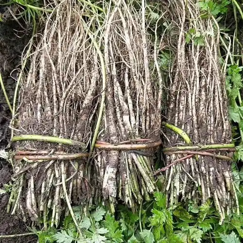 岷县当归苗子500克包邮可搭配黄芪党参丹参药材当归