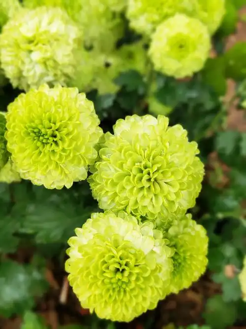 2019手机影像 (二十五)乒乓菊