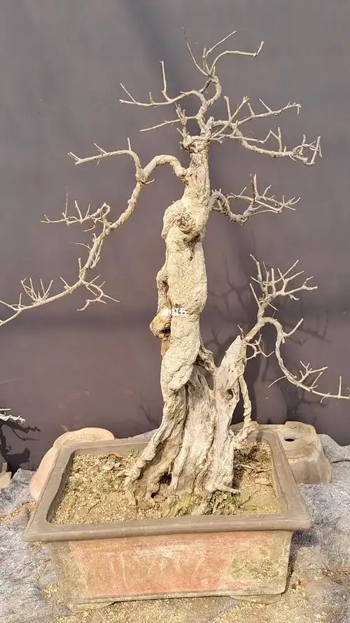 分享一棵精品舍利老桩石榴盆景