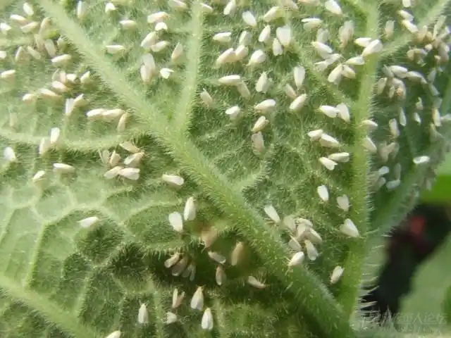 白粉虱图片