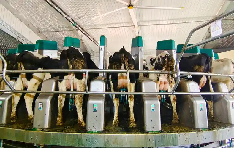 银川挤奶机器人上线 智慧养牛"牛"劲十足