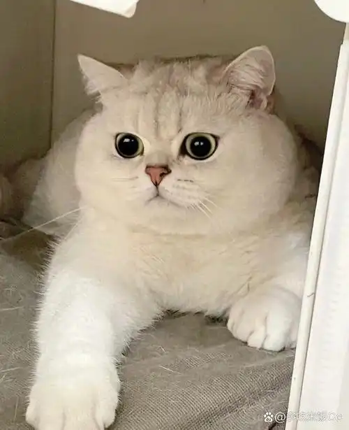 图片品种大全英短蓝金发腮短毛猫图片大全英国短毛可爱照片猫咪品种