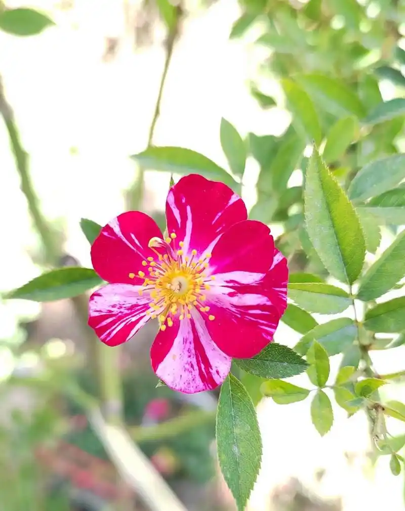 月季花尤其是单瓣月季花,初开的时候是最美的,颜色也最鲜艳,而且花蕊