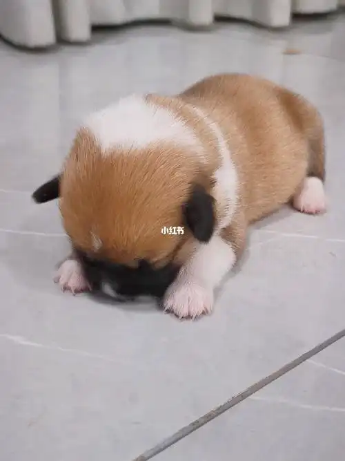 出生8天的小柯基