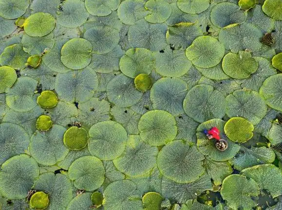 全国第一!苏州新添2项重要遗产:基塘农业,种"水八仙"__财经头条