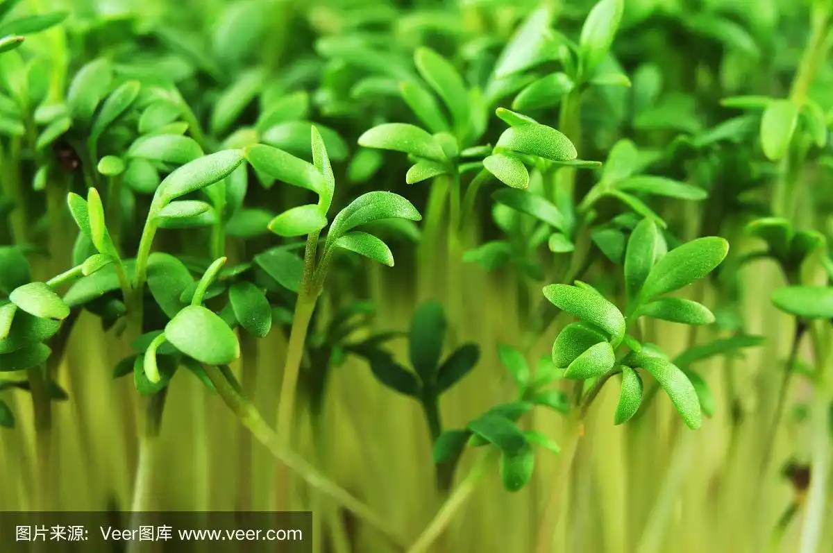 新鲜的绿色叶香菜芽