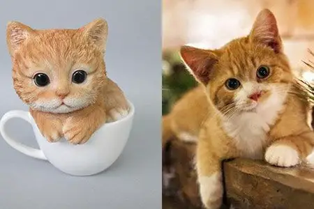 【图】茶杯猫有多大体型 初养袖珍猫要注意的三点