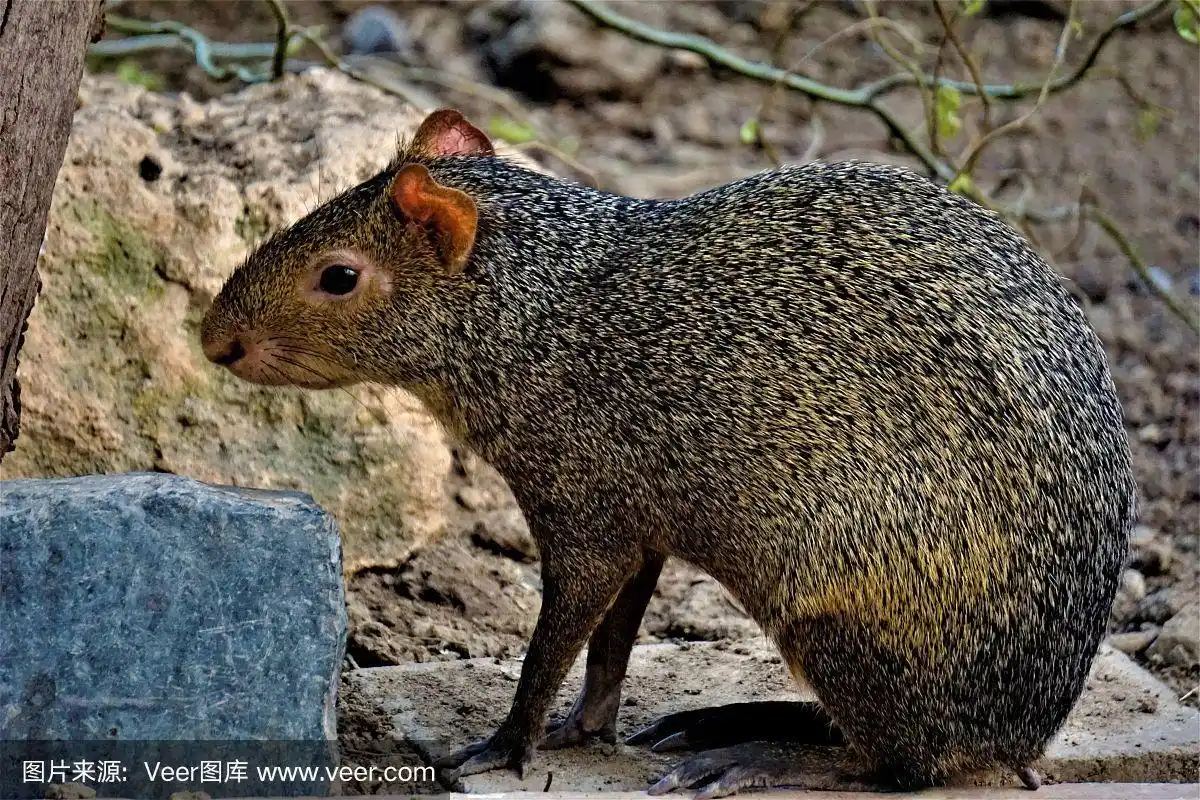 刺鼠坐在灌木丛前看着