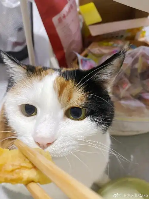 #宠物卖萌中心##流浪猫#