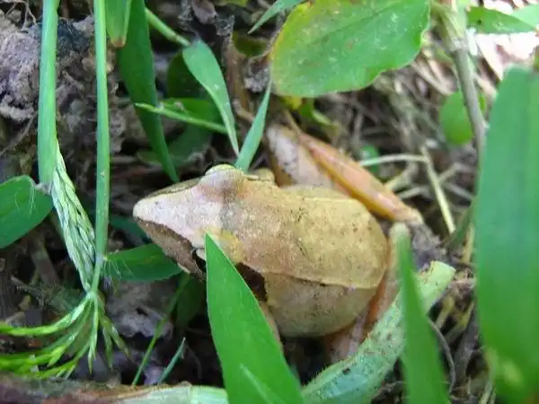 小区内的镇海林蛙