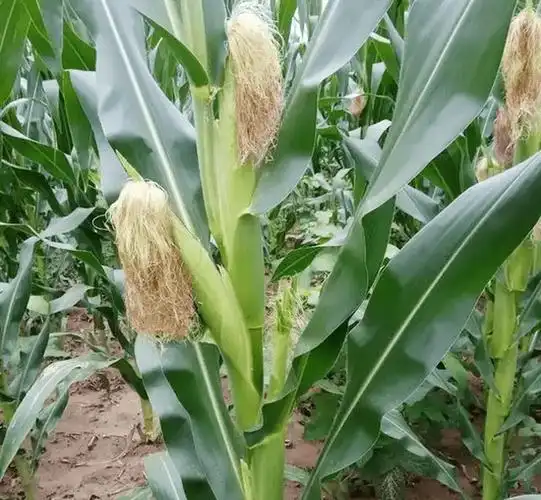 亩产高达2600斤,这个玉米品种有缺陷,但不影响卖粮,你会种吗?