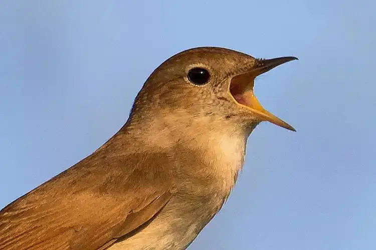 先收藏起来!夜莺鸟婉转悠扬的叫声,真的是太好听啦