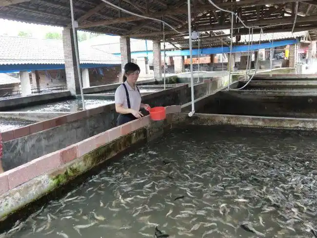 >正文申请入驻>后来改养鱼,广东所有市,广西所有县等都抢着过来拉鱼苗