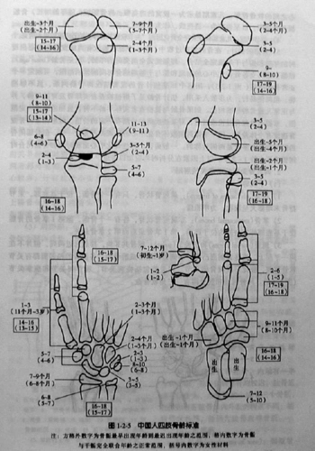 骨骺的出现和闭合时间