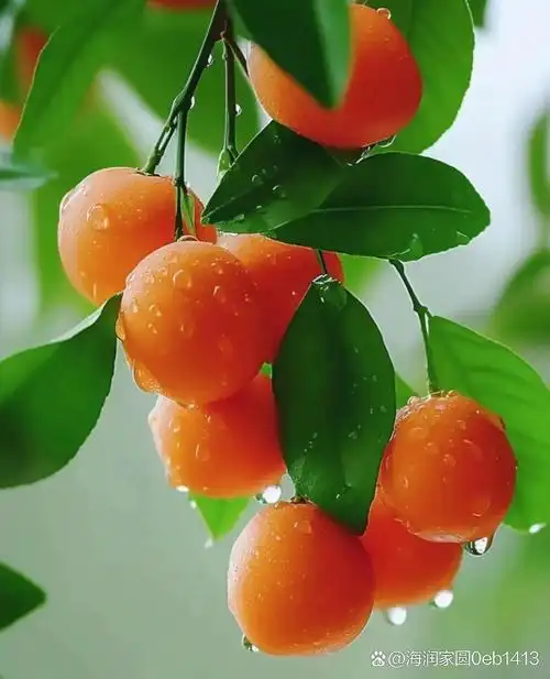 清晨的露珠,滋润的橙香,生活的小确幸.橘子味的夏天