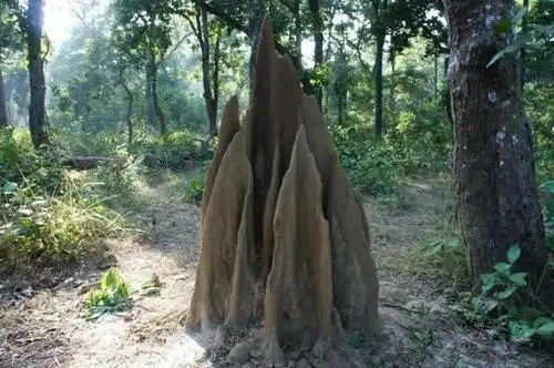 规模最大的白蚁窝,2亿多个白蚁丘,高4米,在太空都能看见!