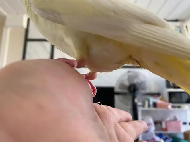 下午就蔫了,然后拉稀有知道怎么回事的么#手养玄凤  #玄凤鹦鹉  #手养