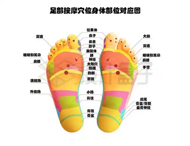 足底反射区足部按摩穴位对应身体各器官2831499矢量图片免抠素材 健康