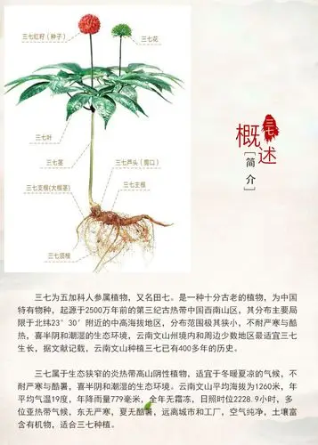 16头文山三七500克(1斤) 可代磨超细粉