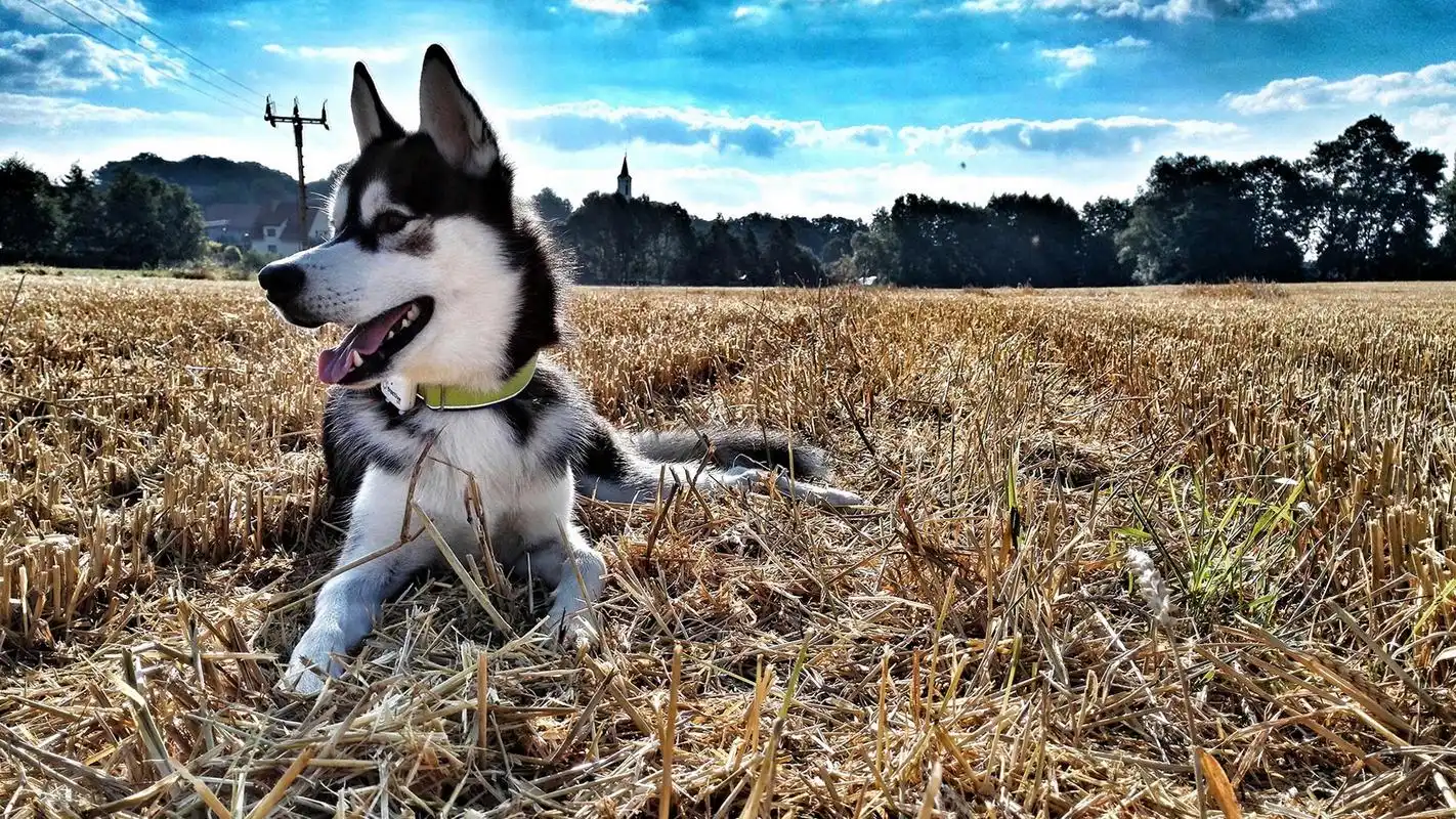 呆萌搞怪哈士奇高清桌面壁纸