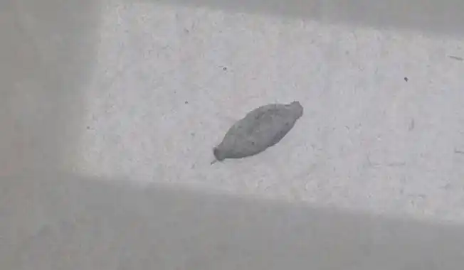 在农村老家的屋子里,如果发现这种虫子,你的房子已经存在问题了