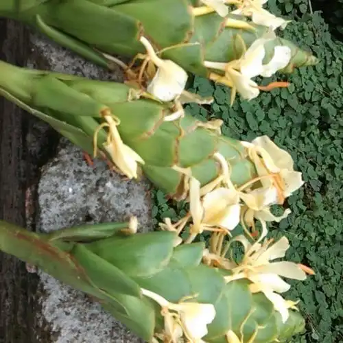 伟博新货贵州草果花干货250克 农家自晒草果花皮香料调料卤味炖肉 50g