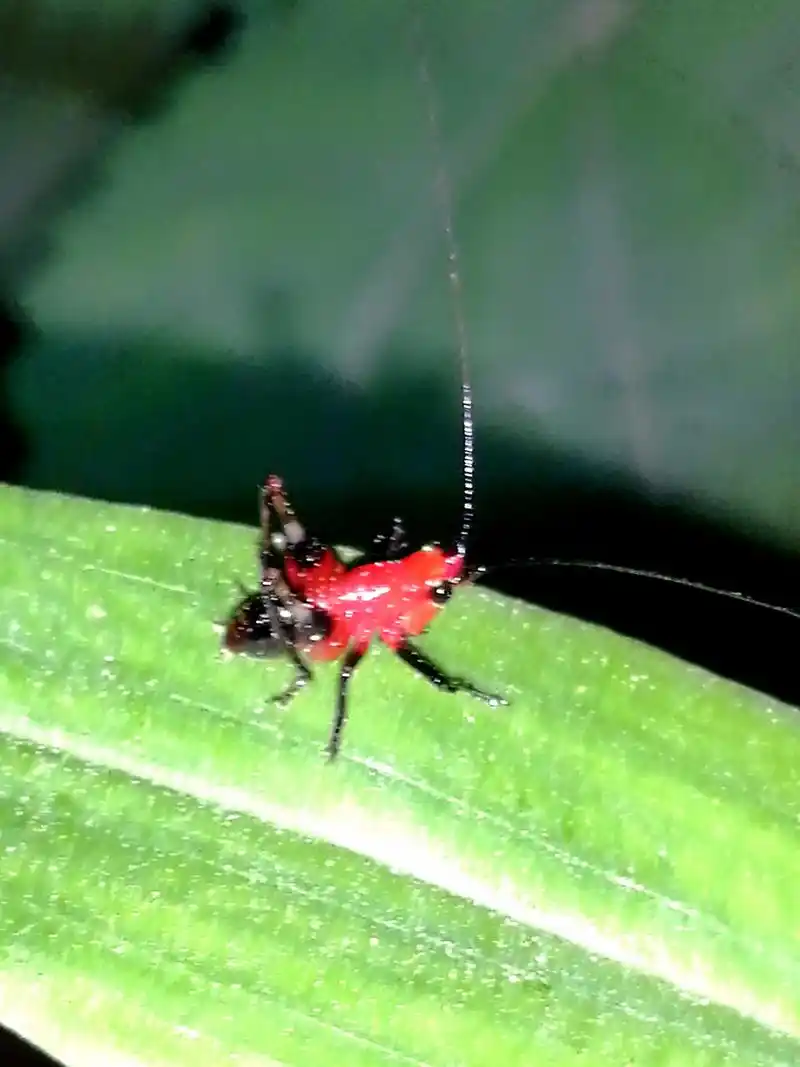 悦鸣草螽也叫红精灵蝈蝈,螽斯颜值代表,非常漂亮,观赏性极强.