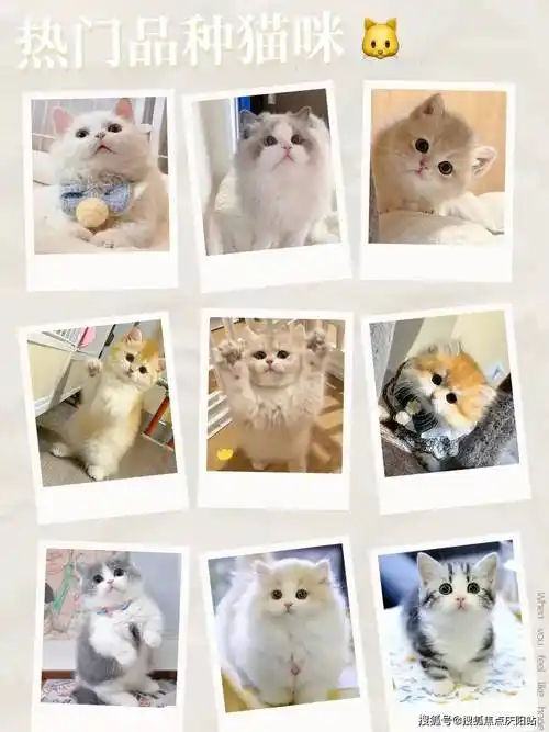 南京买银渐层首页网站丨银渐层什么价格南京银渐层什么价格丨买宠物