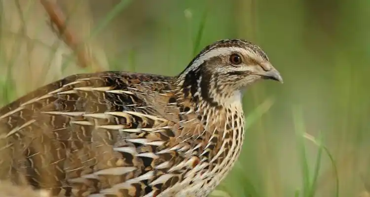 公鹌鹑和母鹌鹑的区别