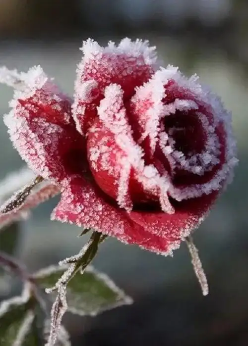 无论下不下雪,这些手机拍摄雪景技巧请先掌握,不打无准备之仗_养生