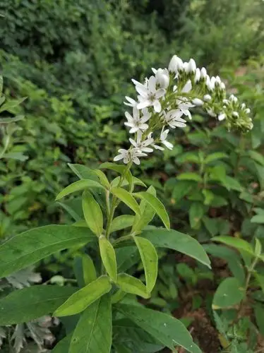 骑车去秦岭的路边看到很多这样的小白花,不知道啥名字呀