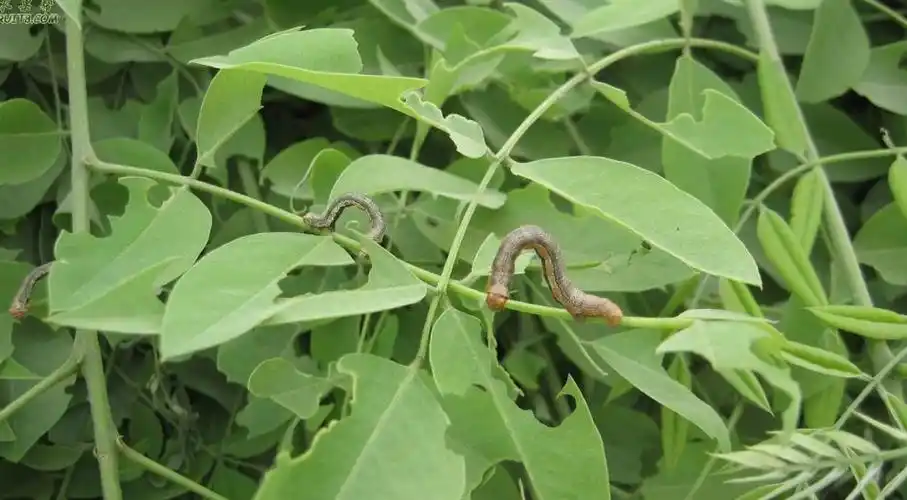 p>尺蠖(chǐ huò), a href="#" data-lemmaid="4339231">尺蛾 /a>的