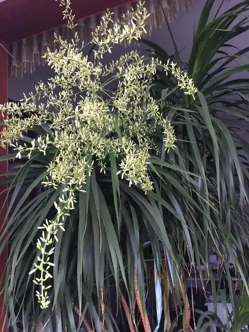 养了二十年的龙须树,开花了.心情大好.