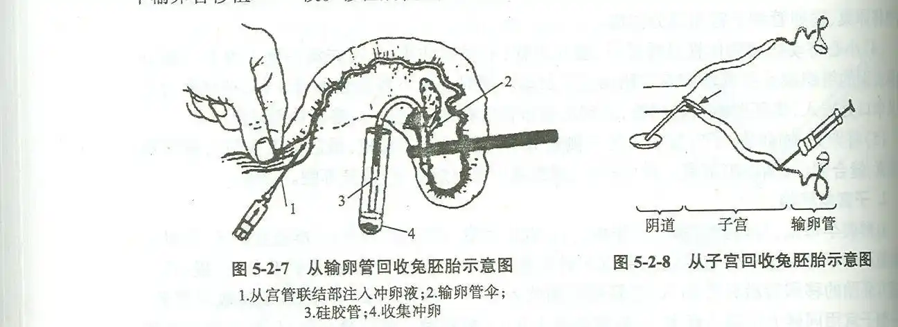 兔的胚胎移植二