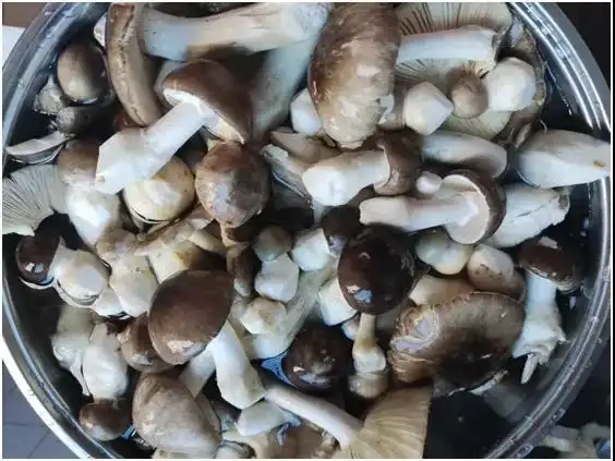 险些躺板板永州发生多起误食这种灰伞伞中毒被紧急送医