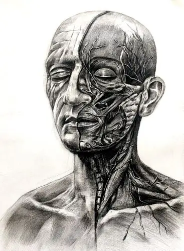 原来医学可以这么美潍坊护理职业学院举办第三届解剖绘图大赛