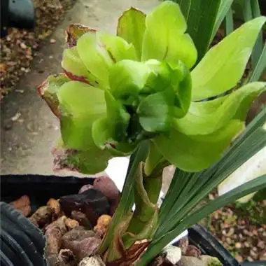 绿牡丹3苗带花 - 中国兰花交易网