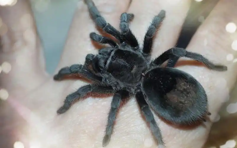 见过黑又亮的小蜘蛛吃东西吗?