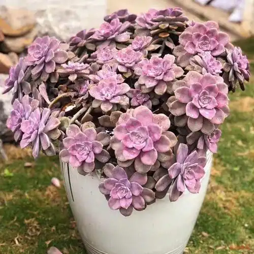 紫乐老桩多肉小苗悬崖造型桩子露养室外阳台多肉植物