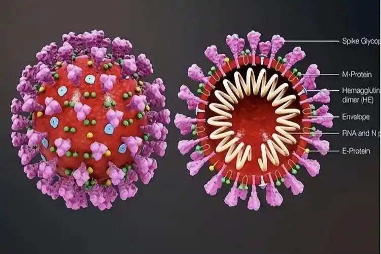 新冠病毒五大结局已经不可避免60岁以上的老年人尤其要注意