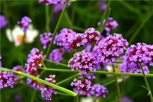 柳叶马鞭草花海一夜爆红后如果可以请离我远点