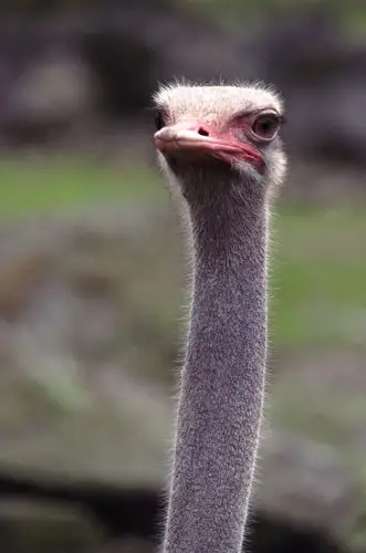 野生鸵鸟图片第5张