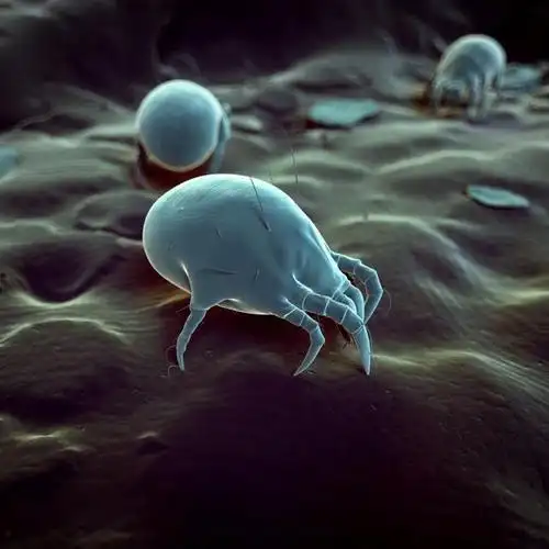 床上螨虫成堆试试这个土招屋里放个它螨虫全消失了