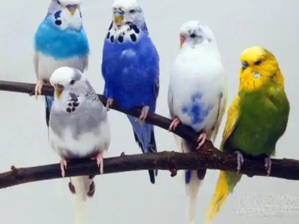 虎皮鹦鹉有几种,虎皮鹦鹉不吃东西的原因_宠物鸟品种介绍