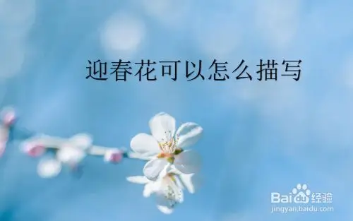 迎春花可以怎么描写