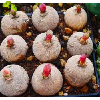 乐诗曼新货上架 多肉植物 玫瑰大戟 块根带花苞 5cm 不含盆